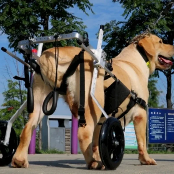 Chariot pour grands chiens handicapés : Mobilité et confort pour votre compagnon à quatre pattes – Image 2