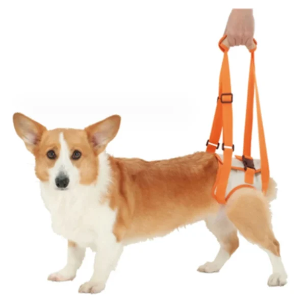 Harnais pour chien handicapé des pattes arrières – soutien ergonomique et ajustable pour une meilleure mobilité