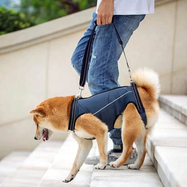 Harnais pour aide à la mobilité du chien âgé et handicapé : confort et soutien ergonomique