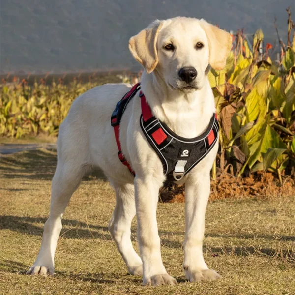 Harnais en Y pour chien qui tire, confortable et sécurisé – Image 4