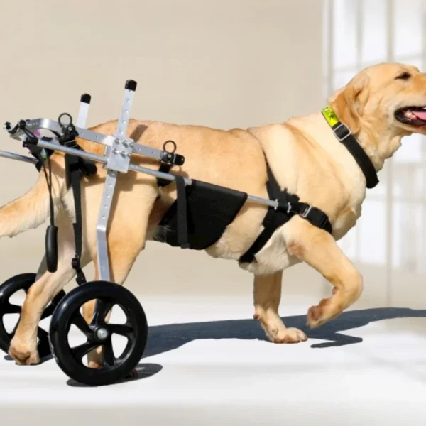 Chariot pour grands chiens handicapés : Mobilité et confort pour votre compagnon à quatre pattes