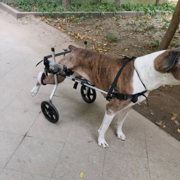 Chariot pour grands chiens handicapés : Mobilité et confort pour votre compagnon à quatre pattes – Image 5