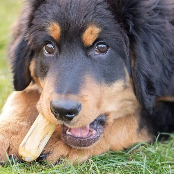 Bois de caféier 10cm pour chien : jouet à mâcher naturel et durable pour santé dentaire et satisfaction instinctuelle – Image 4