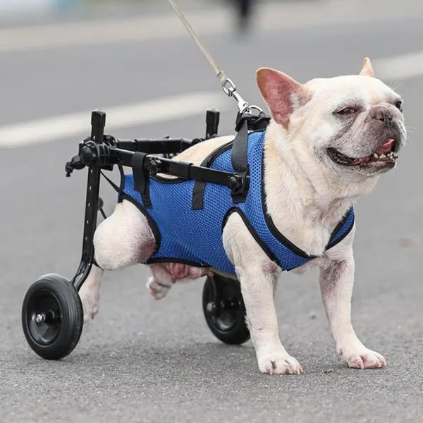 Chariot pour chien de petite taille handicapé des pattes arrières - aide à la mobilité et au confort – Image 2