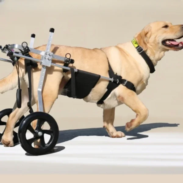 Chariot pour grands chiens handicapés : Mobilité et confort pour votre compagnon à quatre pattes – Image 3