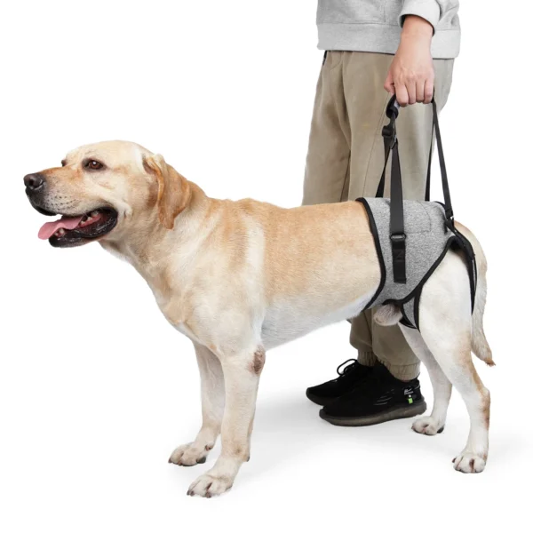 Baudrier de maintien pour chien handicapé : soutien et confort améliorés