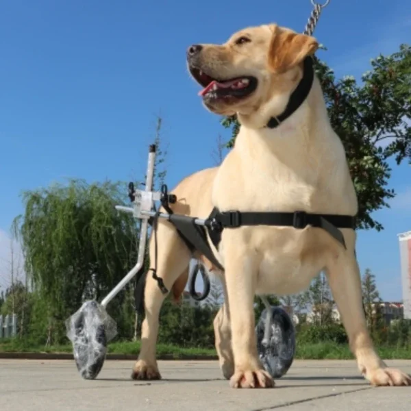 Chariot pour grands chiens handicapés : Mobilité et confort pour votre compagnon à quatre pattes – Image 4