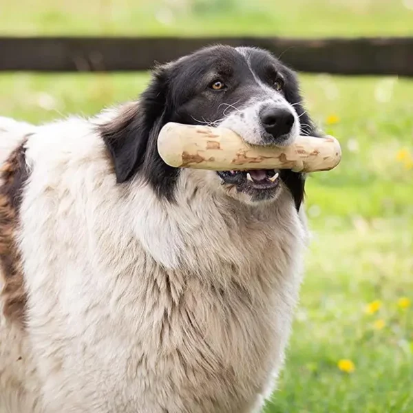 Bois de caféier 10cm pour chien : jouet à mâcher naturel et durable pour santé dentaire et satisfaction instinctuelle – Image 5